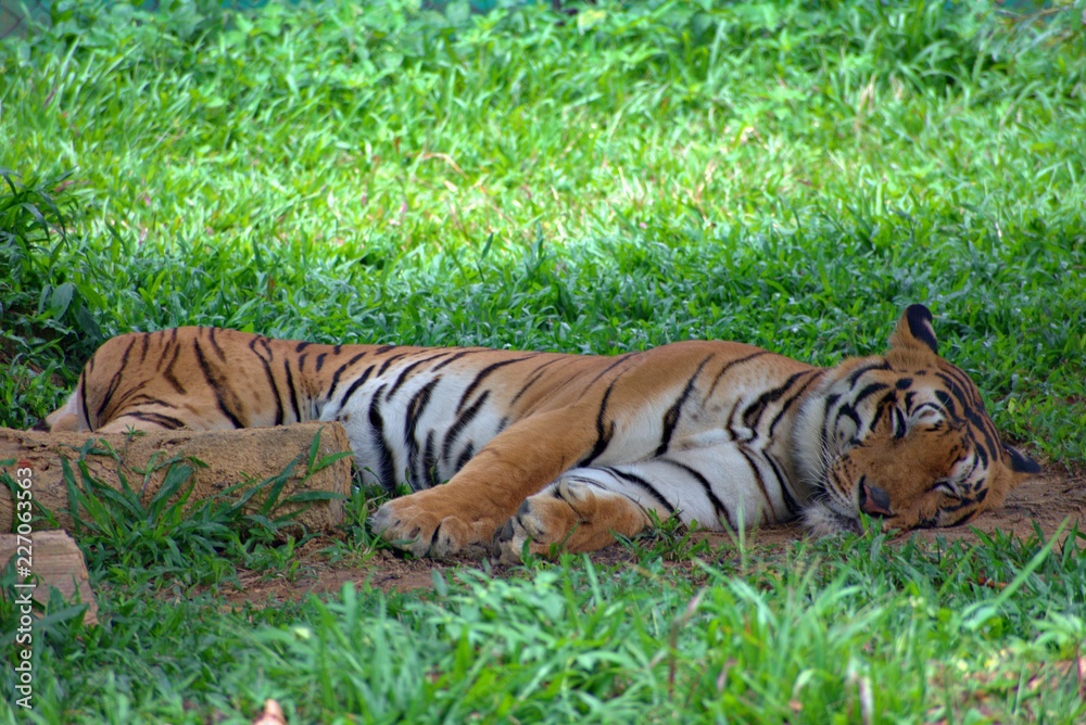 TIGER SLEEPING IN BANNERGHATTA ZOO Stock Photo | Adobe Stock