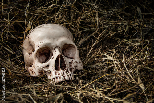 Halloween and darkness theme. skull of human on dark pile straw background which has dim light and copy space.