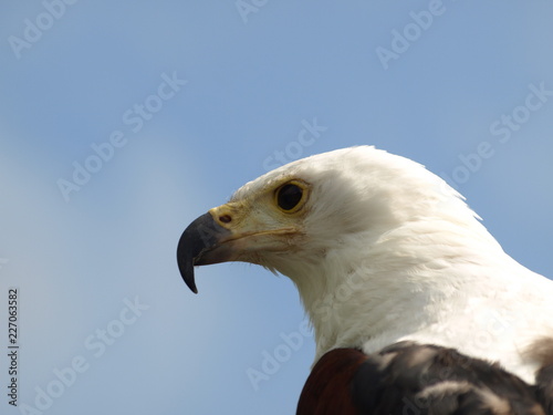 Schreiseeadler photo