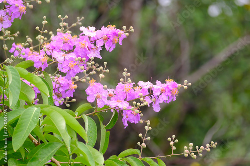 Flowers in the park