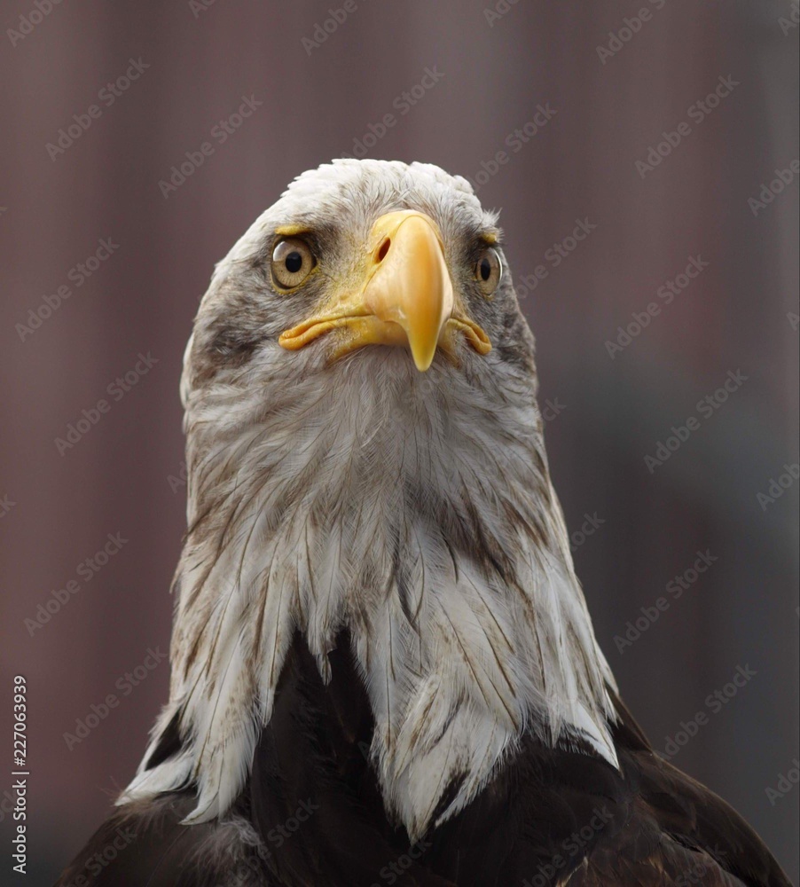 Obraz premium Weißkopfseeadler