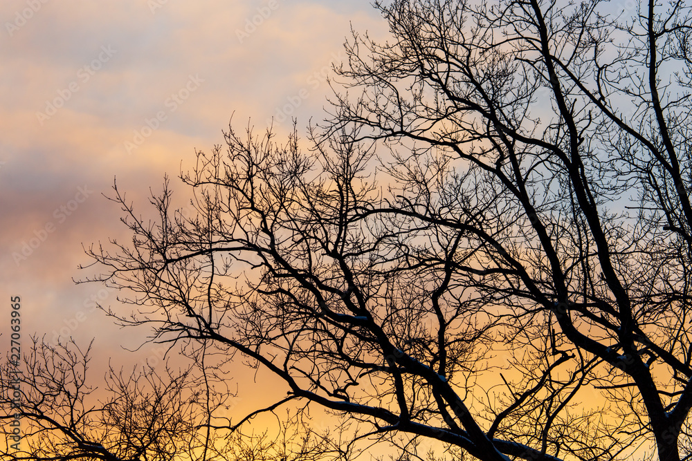 Naked branches on a tree against a sunset sun Naked branches on a tree against a sunset sun