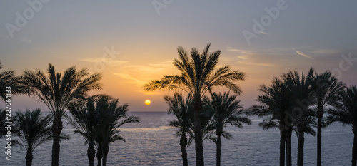 silhouette of palm trees against the dawn sky and blue sea © Sofiia