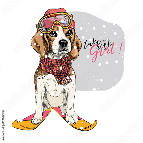 Hand drawn portrait of skiing beagle dog wearing hat, goggles and scarf. Vector Christmas illustration. Colored puppy. Xmas, New Year. Greeting card, party flyer, invitation banner. Winter holiday.