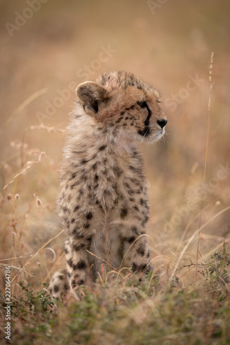 Cheetah cub sitting in grass looking right © Nick Dale