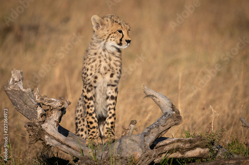 Cheetah cub stands on log in grass © Nick Dale