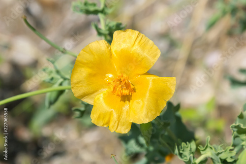 Yellow horned poppy (or Glaucium flavum Crantz).