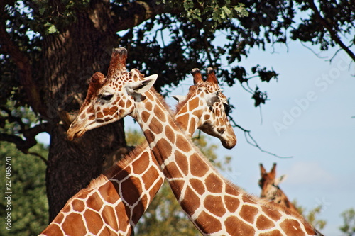 Canvas Print Cuddling Giraffes