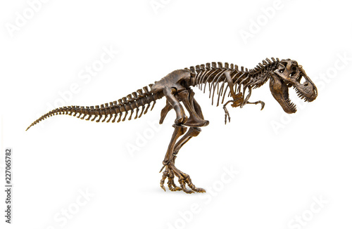 Fossil skeleton of Dinosaur king Tyrannosaurus Rex   t-rex   isolated on white background.