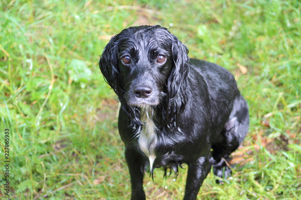 Happy wet dog