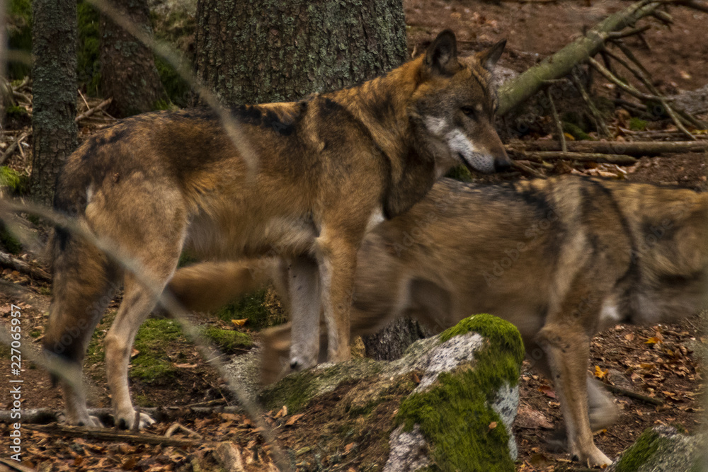 Fototapeta premium wolf in Srni