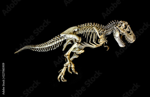 Skeleton Dinosaur Tyrannosaurus ( t-rex ) on black background.