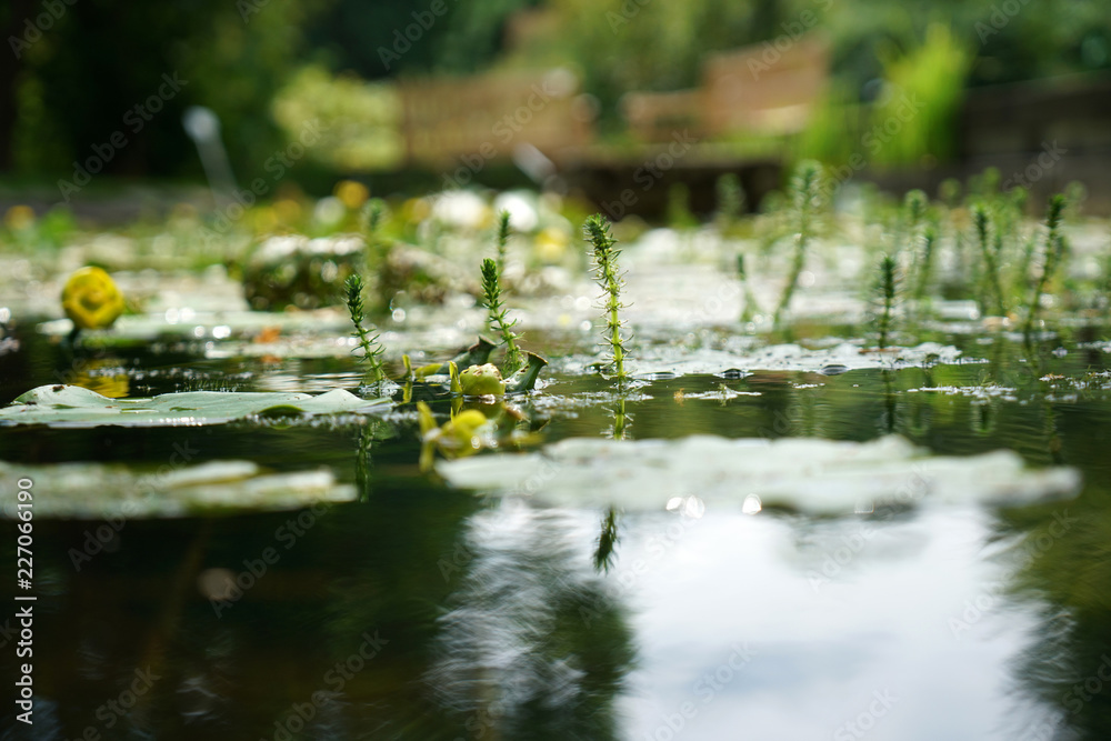 Garden ponds are impressive small biotopes
Garden ponds are impressive small biotopes