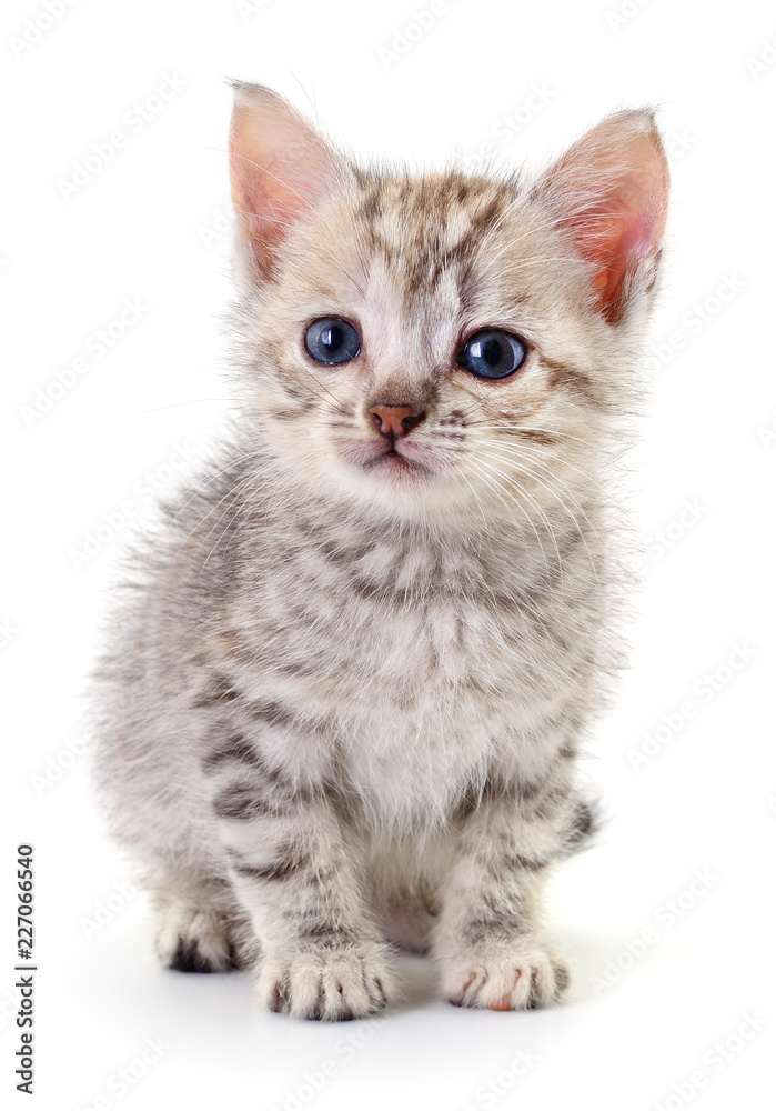 Kitten on white background. Kitten on white background.
