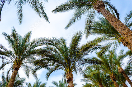 several palm trees are shot from below against a blue sky with clouds in the afternoon
