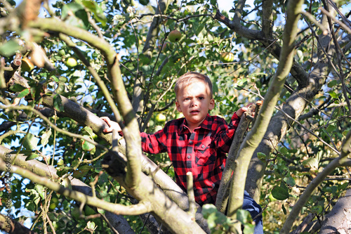 Frightened Young Boy Stuck in a Tree 