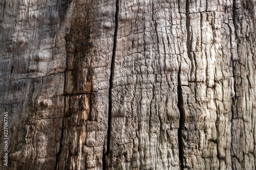 Tree bark horizontal