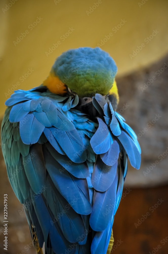 Obraz premium Blue parrot