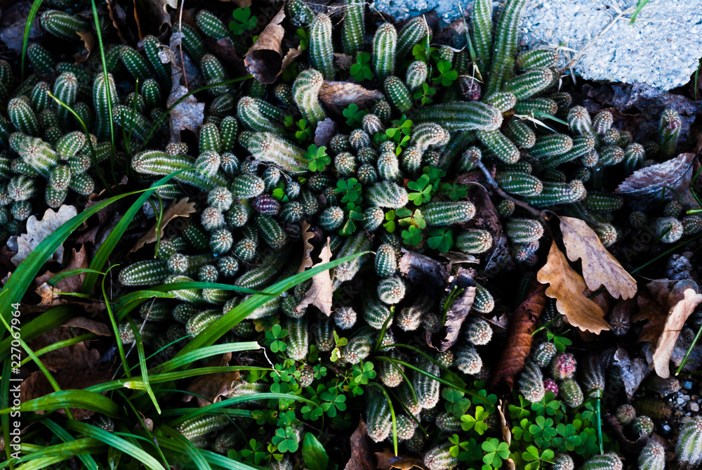 Fototapeta premium Piante grasse Chamaecereus