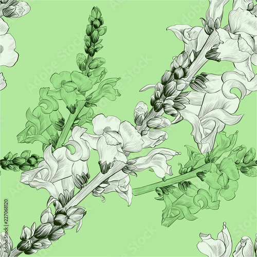 Vector illustration. A branch with flowers and buds. Seamless pattern.Antirrhinum. Medicinal, perfume and cosmetic plants. Wallpaper. Garden flowers. 