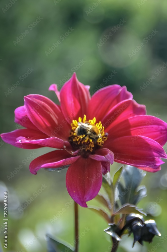 Obraz premium Red pink flower with bee