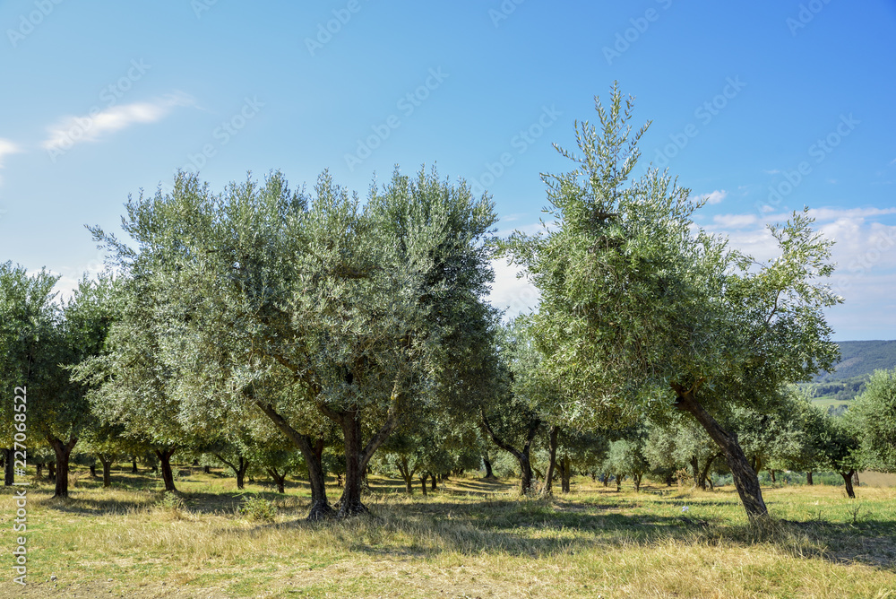 olive groves in the countryside in Italy. Mediterranean agriculture olive groves in the countryside in Italy. Mediterranean agriculture