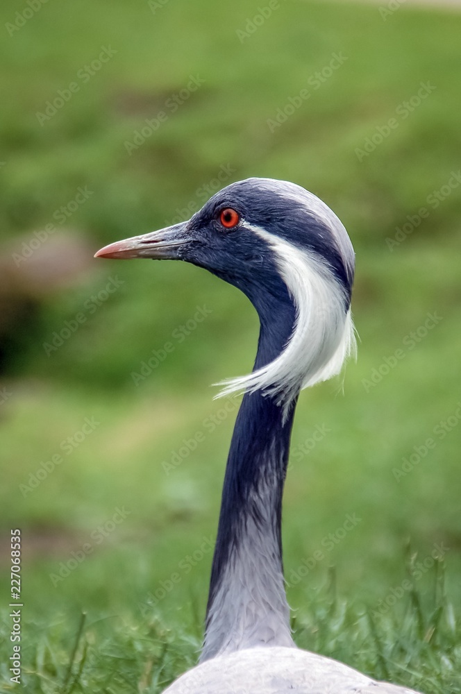 Grus grus or common eurasion crane looking away