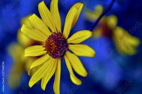 yellow flower on background of blue 