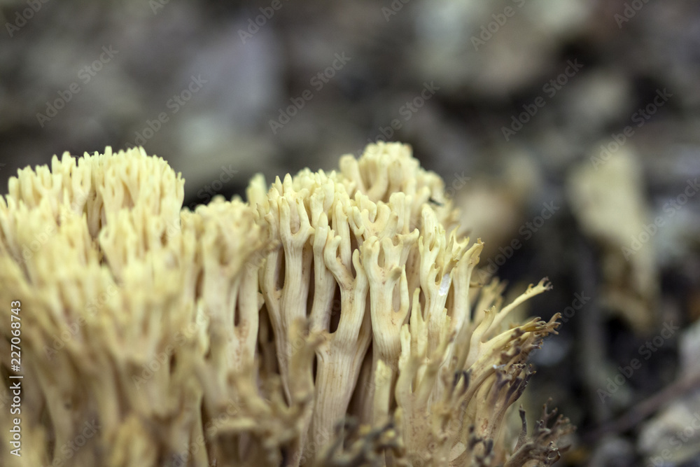 Ramaria formosa poisonous mushroom Ramaria formosa poisonous mushroom
