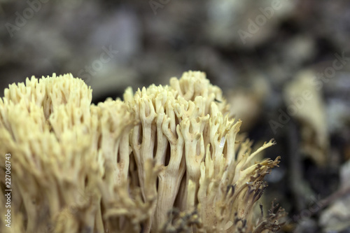 Ramaria formosa poisonous mushroom