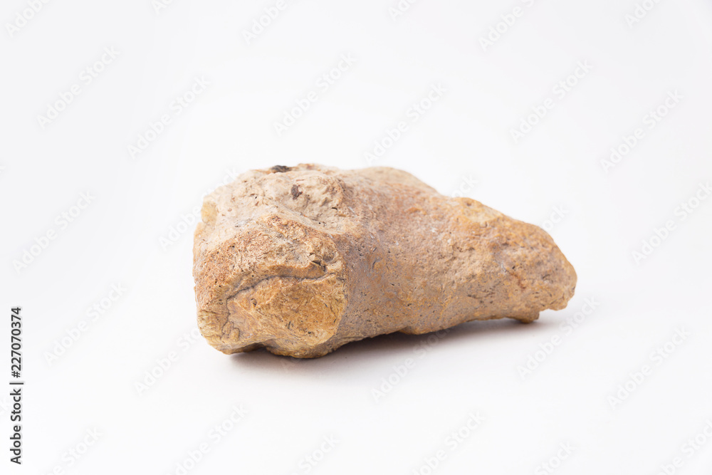 Ammonite on a white background side view with the imprint of a seashell shell. Ammonite on a white background side view with the imprint of a seashell shell.