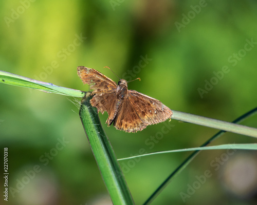 Duskywing butterfly on a tall stalk of a weed! photo