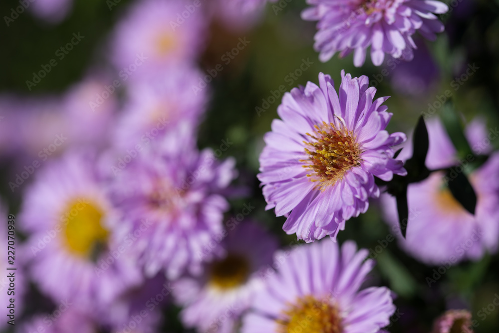 Aster novi-belgii Aster novi-belgii