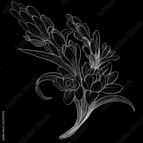 Vector image. Tuberose - branches. Medicinal, perfumery and cosmetic plants. Wallpaper. Use printed materials, signs, posters, postcards, packaging.  Line drawing. Branch with buds and flowers.