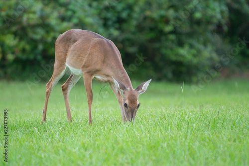 "Deer Eating Grass" Images – Browse 43 Stock Photos, Vectors, and Video |  Adobe Stock