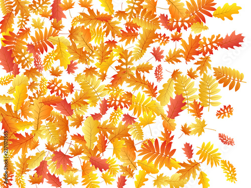 Oak, maple, wild ash rowan leaves vector, autumn foliage on white background.