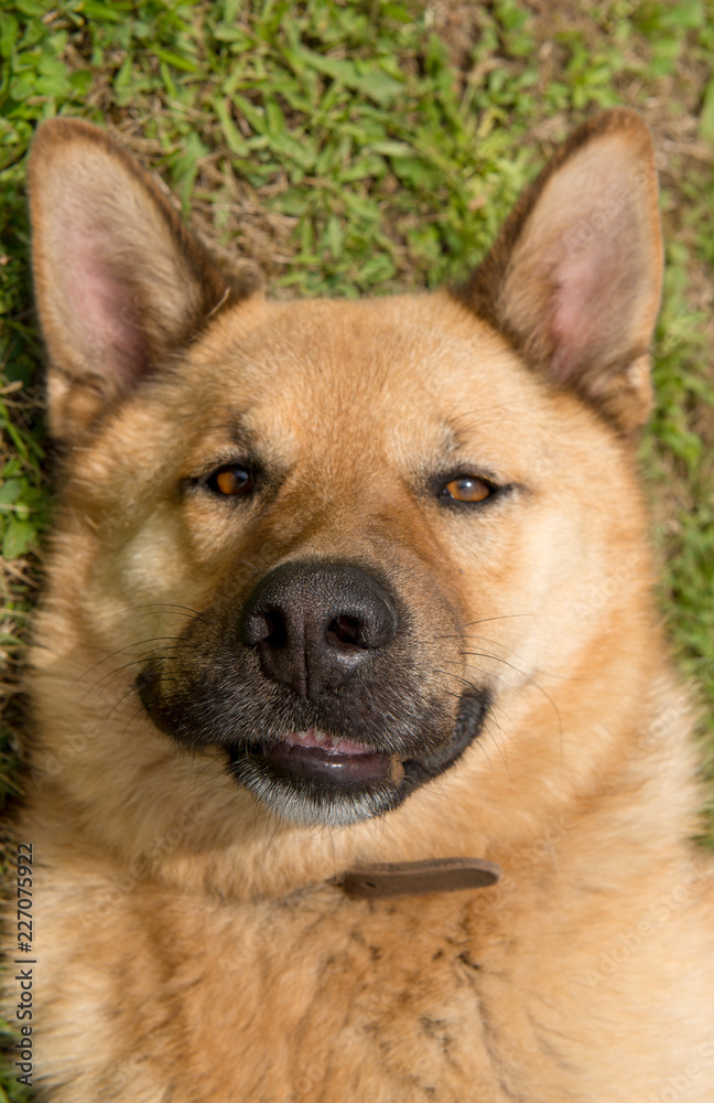 close-up of the head of a German Shepherd dog close-up of the head of a German Shepherd dog