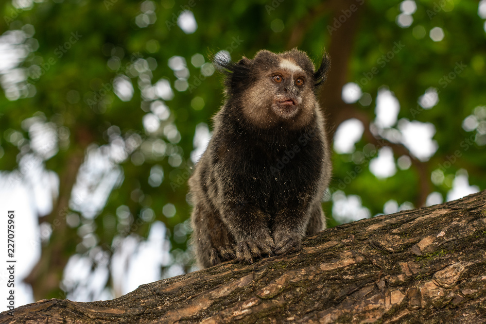 Obraz premium Little monkey at the beach