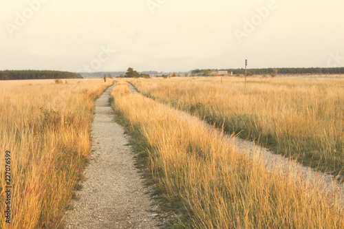 a path in the field looks like golden