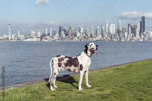 Great dane at park with Seattle skyline over Elliott bay in background