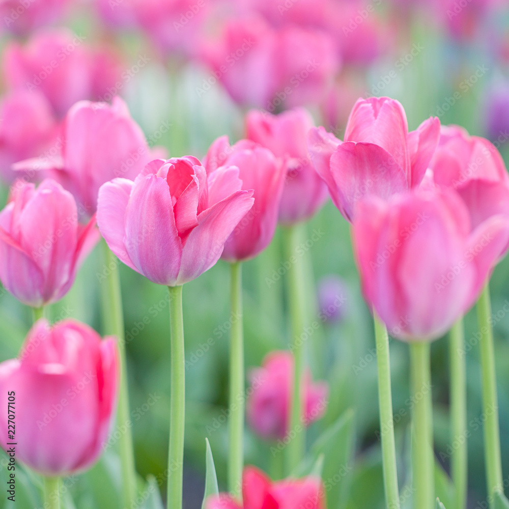 wonderful tender pink tulips blooming in the garden wonderful tender pink tulips blooming in the garden