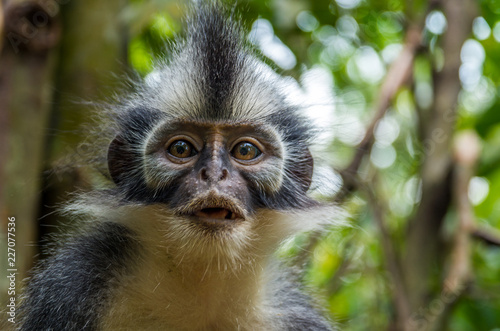 frecher Thomas-Langur