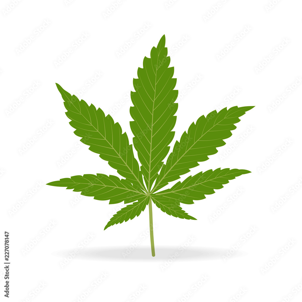 Vector green hemp leaf isolated on white background.