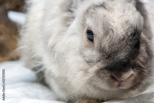 closeup portrait of a rabbit