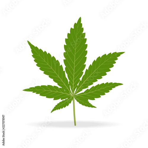 Vector green hemp leaf isolated on white background.