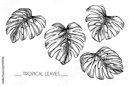 Collection set of Tropical leaf drawing illustration. Black and white with line art on white backgrounds.