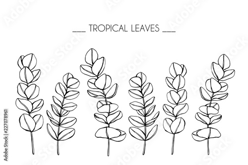 Collection set of Tropical leaf drawing illustration. Black and white with line art on white backgrounds.