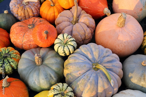 Pumpkins and  squash.