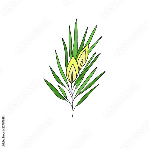 Rooibos Tea Plant. Hand drawn icon. Packaging cover design.