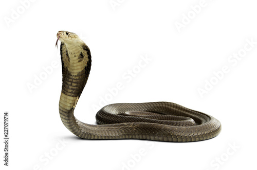 Isolated on white background of Snake Siamese cobra ( Naja kaouthia ). Dangerous serious poisonous cobra snake is a species widespread across South and Southeast Asia.